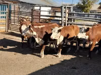 गाय, Latvian Blue cattle — फ़ोटो 1
