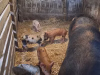 母猪, Pigs — 照片 3