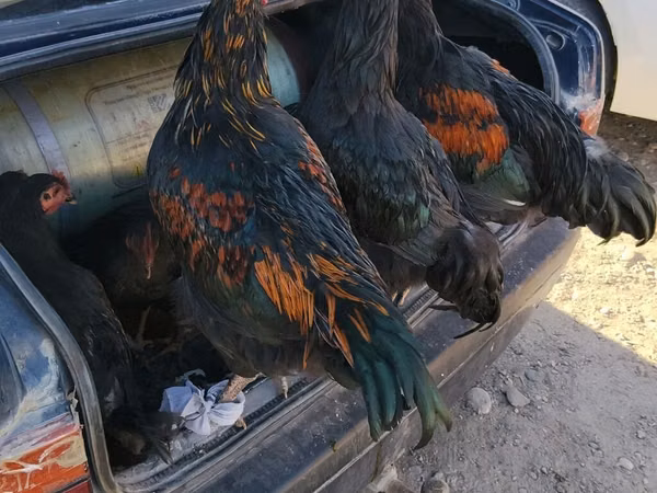Chickens — Kirgisistan