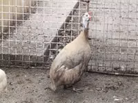 لافندر — الصورة 5