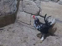 Yapon Bantam — 2-rasm