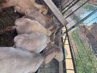 Қошқар, Arashan sheep — 5-сурет