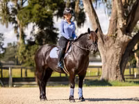Toychoq, Percheron — 7-rasm