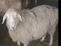 نعجة, الأغنام — الصورة 3