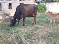 Vaca, Ganado vacuno — foto 3