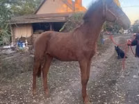 Hengst, Nonius horse — Foto 3