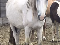 Stute, Mugalzhar horse — Foto 7