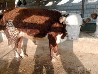 सांड, Simmental cattle — फ़ोटो 5