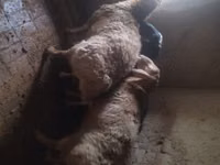 كبش, Arashan sheep — الصورة 6