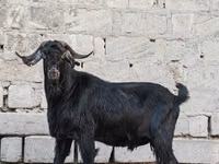 تيس, الماعز — الصورة 3