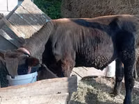 公牛, Swiss cattle — 照片 3