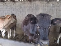 गाय, गोलस्टीन नस्ल — फ़ोटो 5