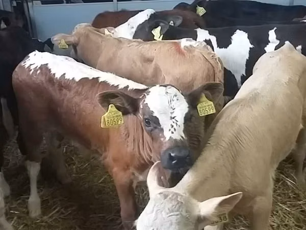 Toro, Ganado vacuno
