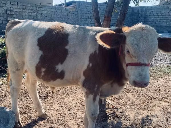 Bulle, Simmental cattle