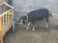 母山羊, Goats — 照片 2