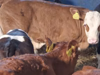 أبقار (دفعة، الجنس غير محدد), Simmental cattle — الصورة 2