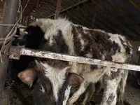 Rinder (Partie, Geschlecht nicht angegeben), Swiss cattle — Foto 1