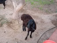 母山羊, Goats — 照片 2