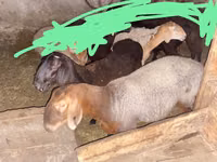 Schaf, Edilbay sheep — Foto 4