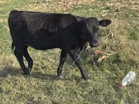 गाय, कास्ता गाय — फ़ोटो 2