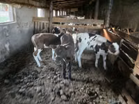 母牛, Cattle — 照片 3