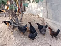 Chickens — Foto 4