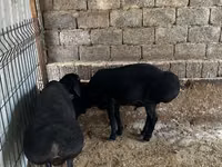 كبش, الأغنام — الصورة 3