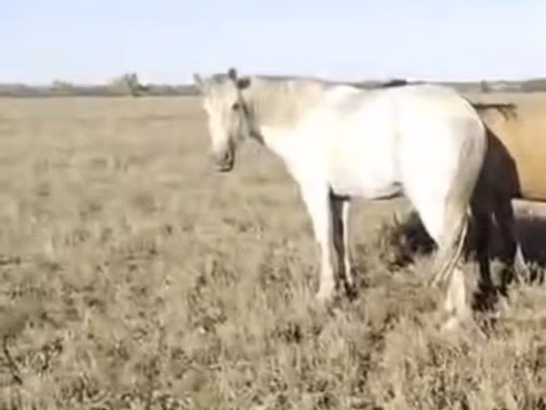 Hengst, Pferde — Kasachstan