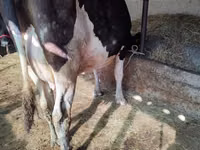Kuh, Holstein-Rasse — Foto 2