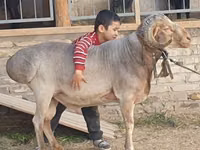 كبش, الأغنام — الصورة 1
