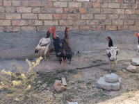 Ayam Cemani — Foto 6