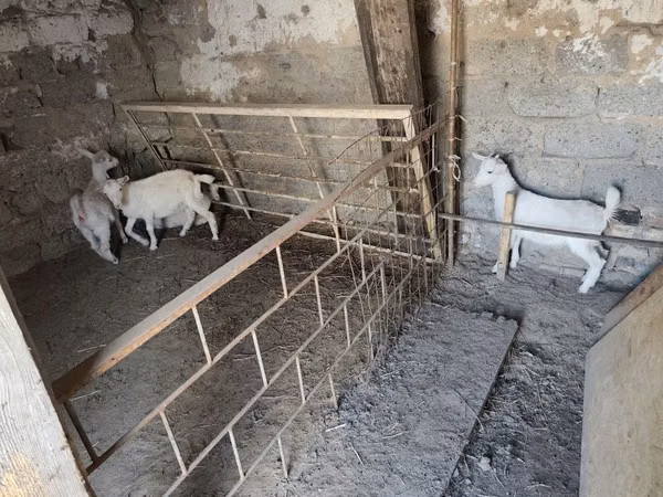 母山羊, Goats — 哈萨克斯坦