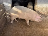 猪（批次，未指定性别）, Pigs — 照片 2
