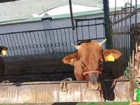 Cattle (batch, sex not specified), Cattle — photo 7