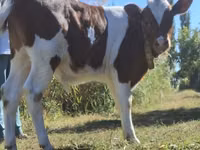 Bulle, Simmental cattle — Foto 2