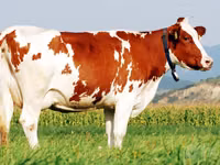 Vaca, Raza Holstein — foto 4