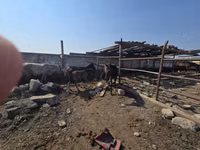 فرس, الخيول — الصورة 6