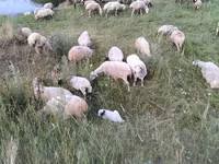 Schaf, Balbas sheep — Foto 6