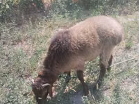Widder, Hissar sheep — Foto 1