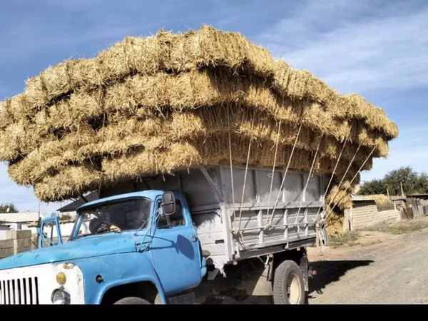 Сабан