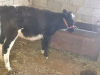 Kuh, Latvian Blue cattle — Foto 2