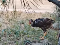 Chickens — Foto 3