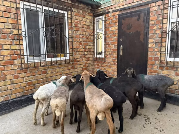 Кой, Рён кочкору