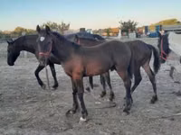 Hengst, Friesian — Foto 1
