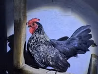 gallina danesa — foto 6