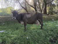 गाय, Swiss cattle — फ़ोटो 3