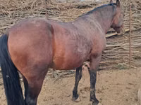 Hengst, Kazakh horse — Foto 1