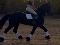 Caballo, Friesian — foto 4