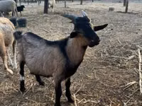 Ziegenbock, Ziegen — Foto 3