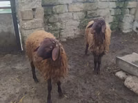 Carnero, Blackheaded Persian sheep — foto 2
